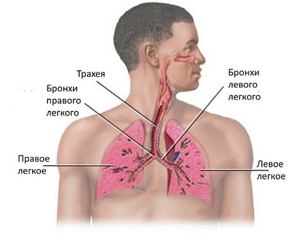 Как быстро вылечить кашель в домашних условиях: Рекомендации по лечению кашля | Microlife
